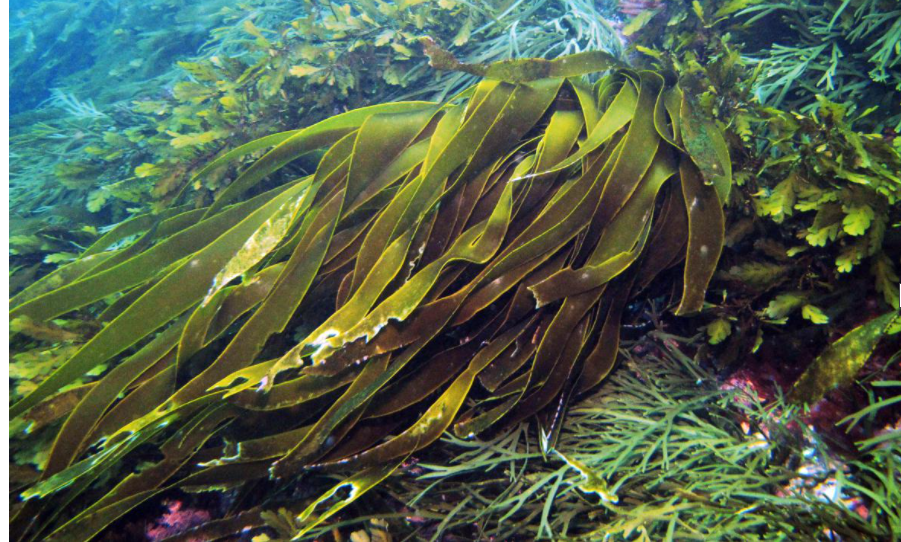 NIWA Brown Kelp.png