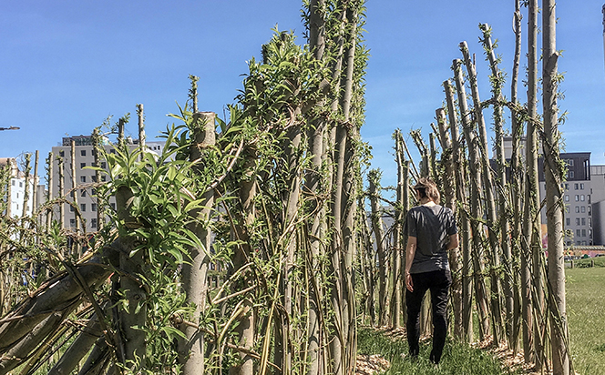 Ara goes placemaking with living willow sculpture  2.jpg